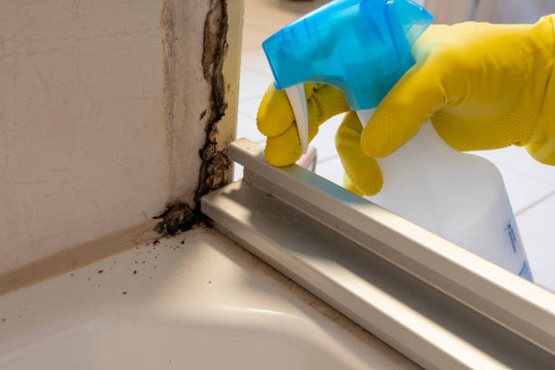 Best Emergency Mold Remediation in Palo Cedro, CA