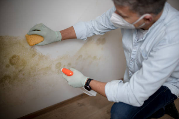 Best Residential Mold Remediation in Palo Cedro, CA