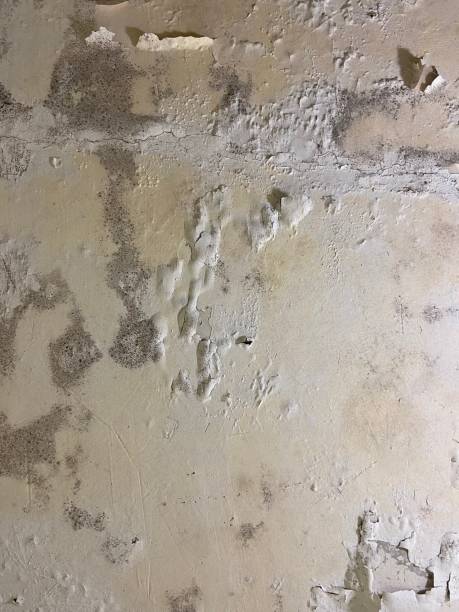  Palo Cedro, CA Mold Removal Pros