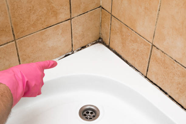 Best Mold Testing and Inspection Services in Palo Cedro, CA